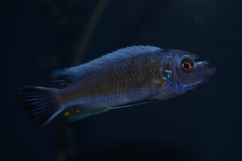 Labeotropheus trewavasae 'Manda'